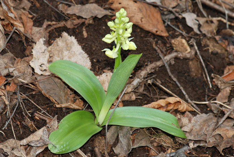 Orchis pallens